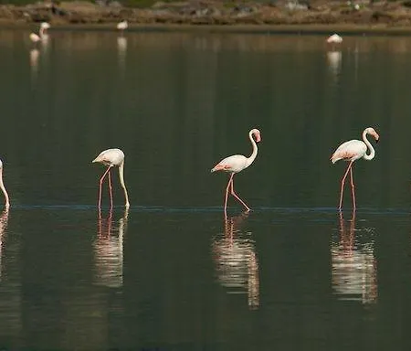 Flamingo Country Club Serenity بيت للعطل