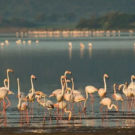 Flamingo Country Club Serenity بيت للعطل *